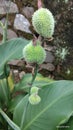 Green durian leaps Royalty Free Stock Photo