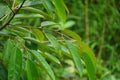 Green durian leaves with a natural background