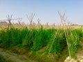 Green Dutch Beans Field, Full of Green