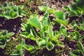 Green Dwarf Willow (Salix herbacea). It is one of the smallest w Royalty Free Stock Photo