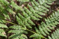 Green eagle fern closeup selective focus