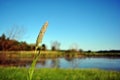 Green ear on background of forest and willows on the shore of the lake on the hills, blue sky, sunny spring day