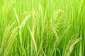 Green ear of rice in paddy rice field Royalty Free Stock Photo