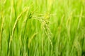 Green ear of rice in paddy rice field Royalty Free Stock Photo