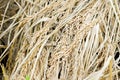 Green ear of rice in paddy rice field Royalty Free Stock Photo