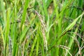 Green ear of rice in paddy rice field Royalty Free Stock Photo