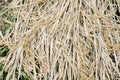 Green ear of rice in paddy rice field Royalty Free Stock Photo