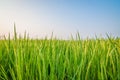 Green ear of rice in paddy rice field Royalty Free Stock Photo