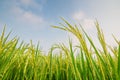 Green ear of rice in paddy rice field Royalty Free Stock Photo