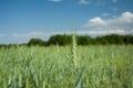 Green ear of triticale in a field, trees and sky in the background Royalty Free Stock Photo