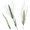 Green ear of wheat and blade of grass. Watercolor background illustration set. Isolated spica illustration element.