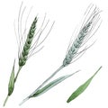 Green ear of wheat and blade of grass. Watercolor background illustration set. Isolated spica illustration element. Royalty Free Stock Photo