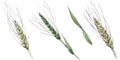 Green ear of wheat and blade of grass. Watercolor background illustration set. Isolated spica illustration element. Royalty Free Stock Photo