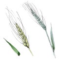 Green ear of wheat and blade of grass. Watercolor background illustration set. Isolated spica illustration element. Royalty Free Stock Photo