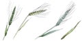 Green ear of wheat and blade of grass. Watercolor background illustration set. Isolated spica illustration element. Royalty Free Stock Photo