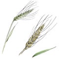 Green ear of wheat and blade of grass. Watercolor background illustration set. Isolated spica illustration element. Royalty Free Stock Photo