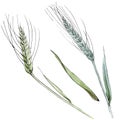 Green ear of wheat and blade of grass. Watercolor background illustration set. Isolated spica illustration element. Royalty Free Stock Photo