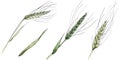 Green ear of wheat and blade of grass. Watercolor background illustration set. Isolated spica illustration element. Royalty Free Stock Photo