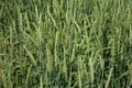 Close up of Green ears of young winter wheat that ripens