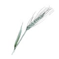 Green ear of wheat. Watercolor background illustration set. Isolated wheat illustration element. Royalty Free Stock Photo