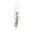 Green ear of wheat. Watercolor background illustration set. Isolated wheat illustration element. Royalty Free Stock Photo