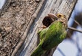 Green-eared barbet