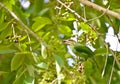 Green-eared Barbet Bird