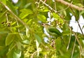 Green-eared Barbet Bird