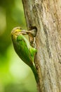 Green-eared Barbet