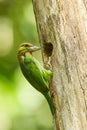 Green-eared Barbet