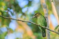 Green-eared Barbet