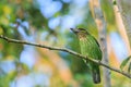 Green-eared Barbet