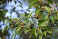 Green-eared Barbet