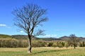 Green early spring landscape in the mountains on a sunny bright day Royalty Free Stock Photo