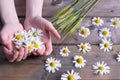 Green ears of barley and in the hands of a girl daisy flowers Royalty Free Stock Photo