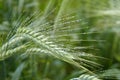 Green ears of barley with water drops after rain close up at agricultural field.