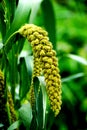 Rice, grain ear, green barley
