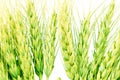 Green Ears of oats barley rye or wheat Royalty Free Stock Photo