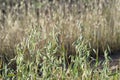 Green ears of oats in the harsh sunlight. Natural background