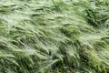 Green ears of rye in a field in the wind Royalty Free Stock Photo