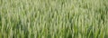 green ears of rye, wheat, barley sway in wind, beautiful summer landscape, concept of rich harvest of bread, food crisis, grain Royalty Free Stock Photo