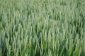 green ears of rye, wheat, barley sway in wind, beautiful summer landscape, concept of rich harvest of bread, food crisis, grain Royalty Free Stock Photo