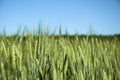 Green ears of triticale Royalty Free Stock Photo