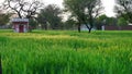 Green ears of Green triticale or Rye closeup. Green Triticum plants ready to crop in winter season