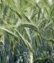 Green ears of unripe wheat in the cultivated field Royalty Free Stock Photo