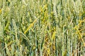 Green ears of wheat, agriculture background Royalty Free Stock Photo