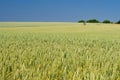 Green ears of wheat, agriculture background. Royalty Free Stock Photo