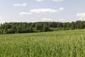 green ears of wheat during cultivation, unripe green wheat Royalty Free Stock Photo