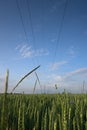 Green ears of wheat in a field against a blue sky background with white clouds Royalty Free Stock Photo