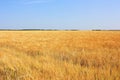 Golden ears of wheat in a field Royalty Free Stock Photo